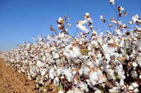 Indian cotton prices diverge from global trends amidst domestic dynamics