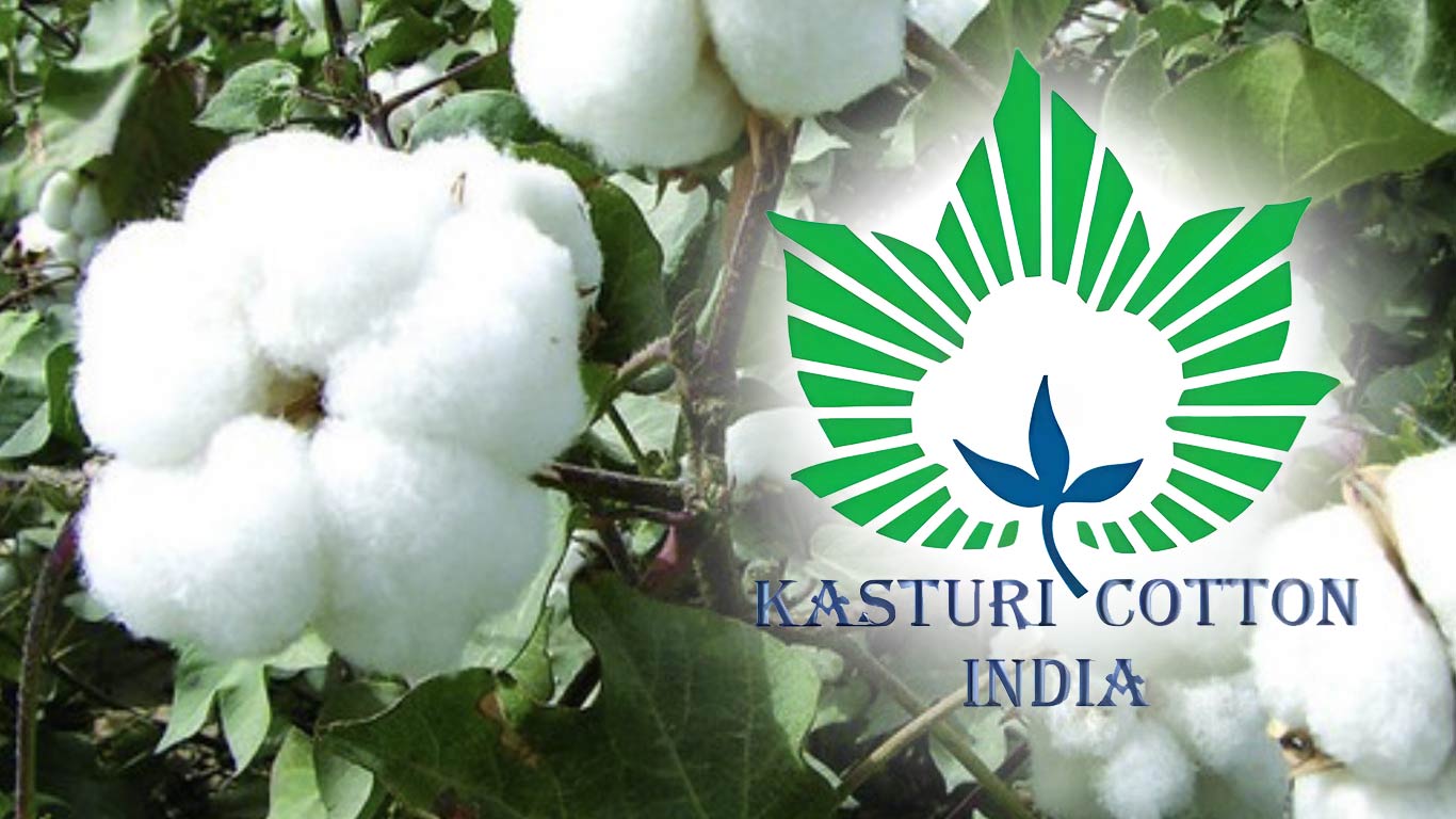Kasturi Cotton: India's golden fiber redefining global standards
