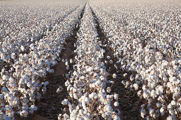 Top cotton consumers and the shifting landscape, with India in focus.