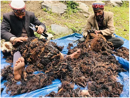 Gaddi shepherds urge Himachal govt to grade wool for better prices