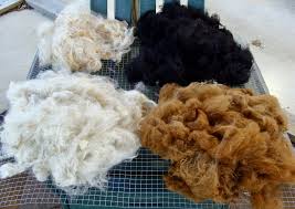 Germany increases alpaca fiber use as sustainable textile market