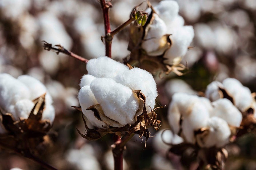 Global cotton stocks rise in April 2025 WASDE, US exports cut by 100,000 bales