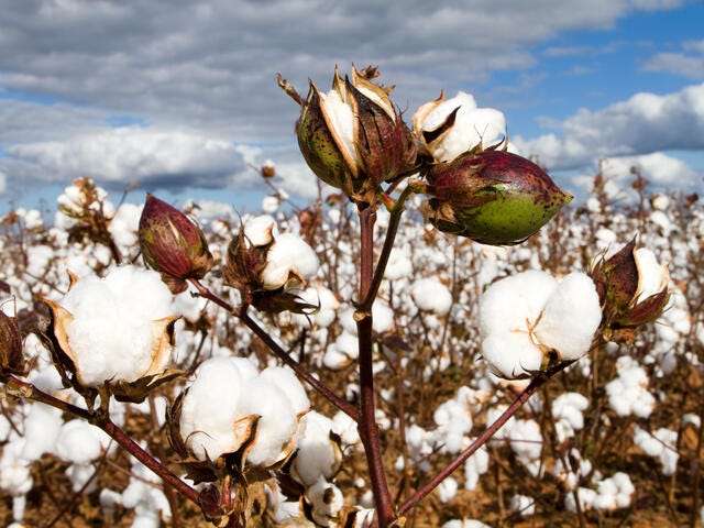 Gujarat emerges as India’s cotton powerhouse