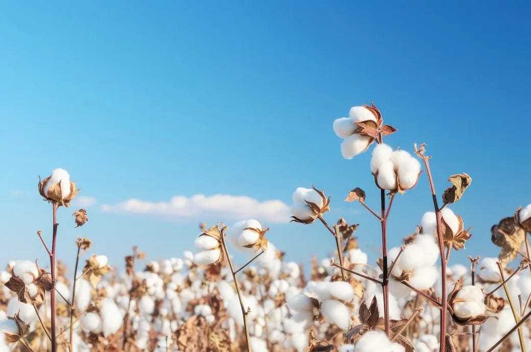 ICE cotton rises on strong US exports, dry weather concerns