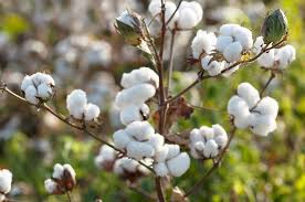 ICE cotton dips for fifth straight session as strong dollar, good US weather weigh on prices