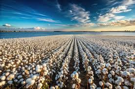 ICE cotton futures ease amid strong dollar and favorable weather in US