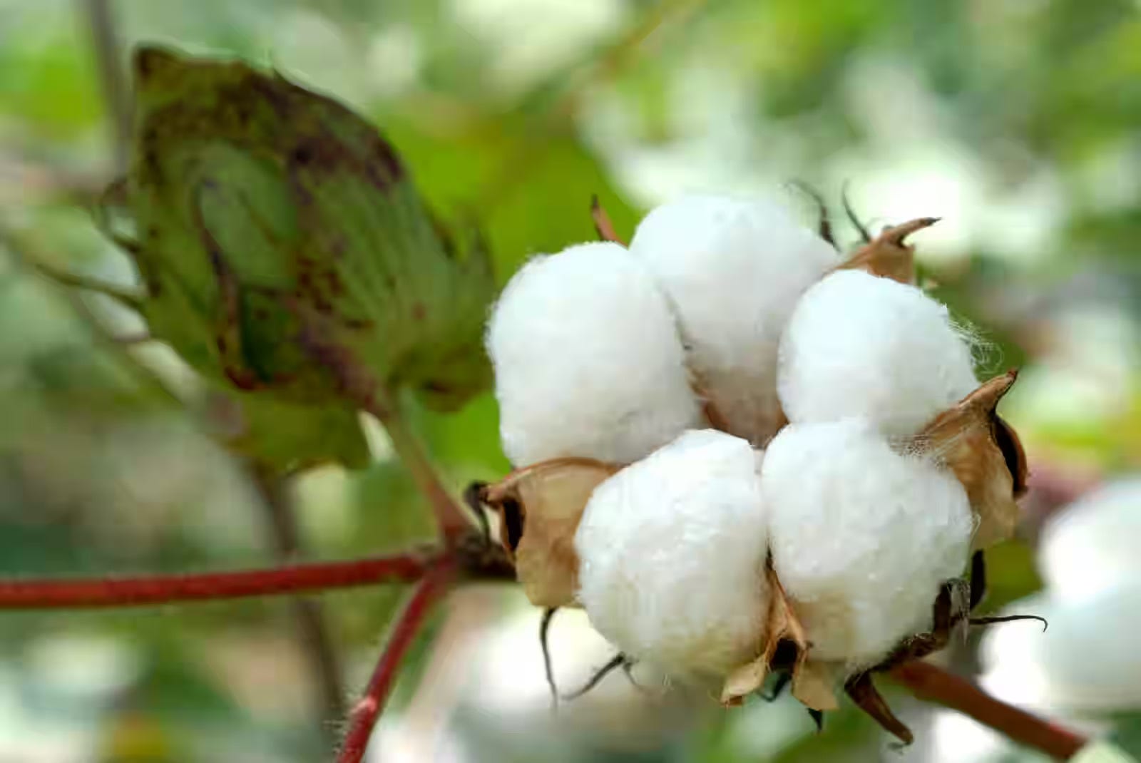ICRA projects India's cotton spinning recovery in FY25