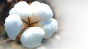 India develops world's first GM cotton fully resistant to pink bollworm