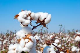 India may scrap cotton import duty amid industry pressure but farmer concerns rise