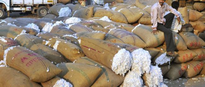 India's cotton exports to plunge 36% in 2024-25 season: CAI