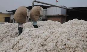 India’s cotton imports to more than double, touch 33 lakh bales in 2024-25: CAI