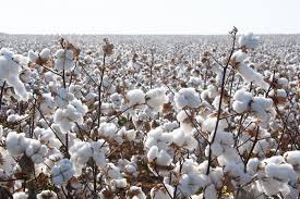 India's cotton output for 2024-25 to match last year despite a drop in acreage
