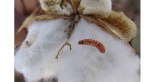 India’s cotton output hits 16-year low as pink bollworm crisis deepens
