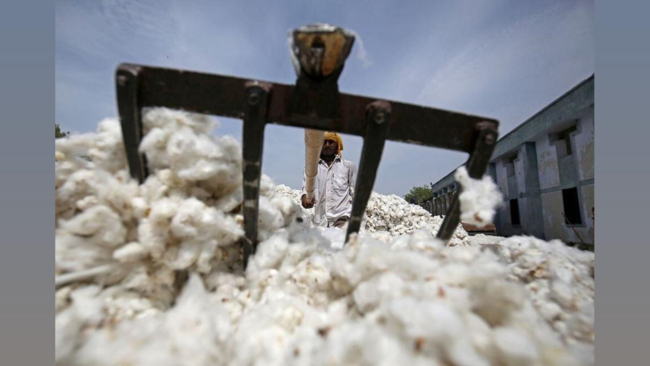 India’s cotton output to dip to 301.75 lakh bales in 2024-25: CAI