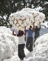 India's cotton production for 2024-25 projected at 25 million bales amid market challenges