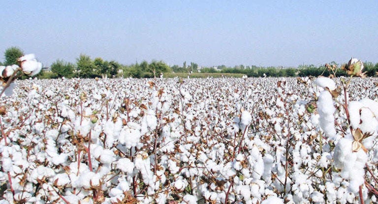 India’s cotton production to fall to 29.9 million bales in 2024-25