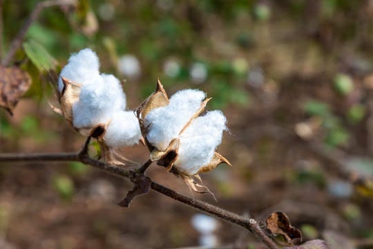 India’s Regenerative Cotton initiative yields promising results