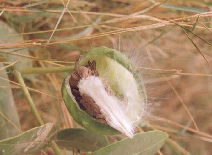 India’s wool-milkweed blend with twice the warmth showcased at Bharat Tex