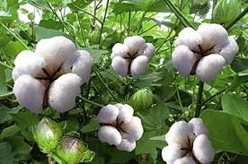 Indian cotton prices crash amid weak demand