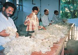 Rajasthan, Karnataka emerge India's top wool producing state