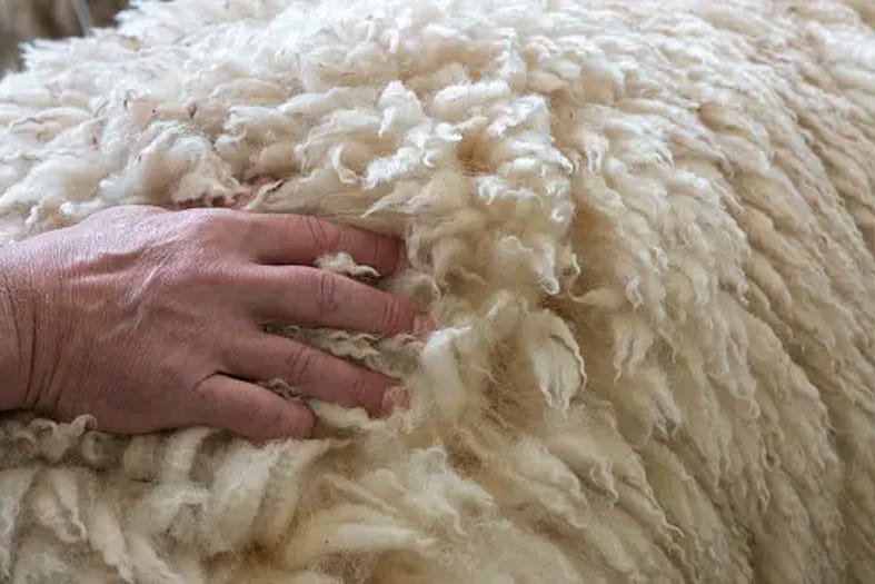 J&K wool sector, WWEPC seek policy and infrastructure push for fair pricing 