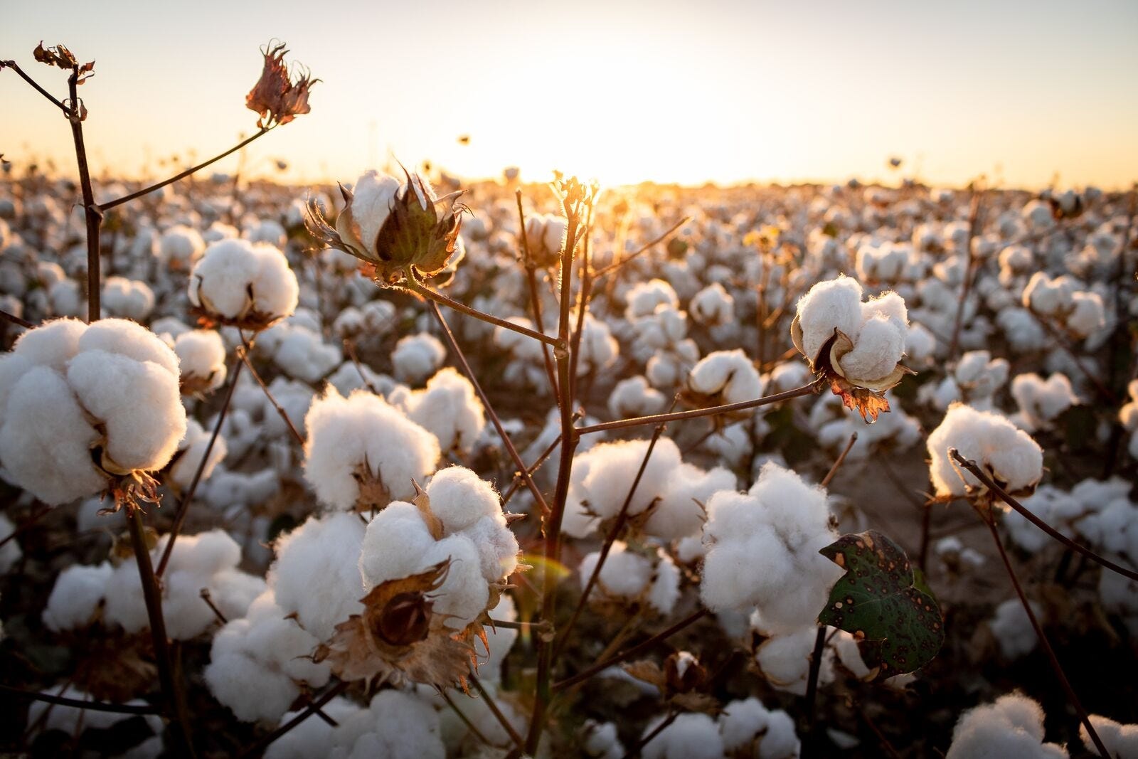 India's cotton industry struggles to spin a success story