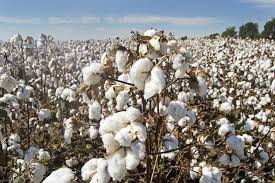 US cotton exports rise for China and Vietnam