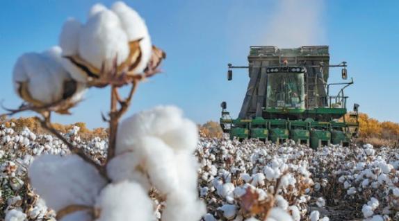 China's cotton industry a tech-based boom despite global scrutiny