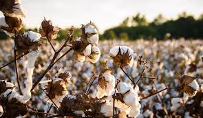 Karnataka farmers see 50% yield boost with high-density cotton farming