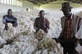 Kenya's cotton industry reborn, a new dawn for farmers