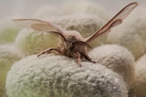 Kraig Labs breaks records with massive spider silk production