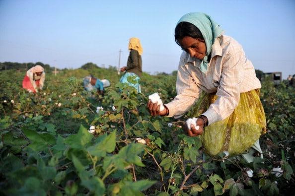 Labor shortage hits Vidarbha's cotton fields
