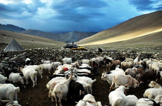 Ladakh’s Pashmina wool gets GI tag, boost for local artisans.