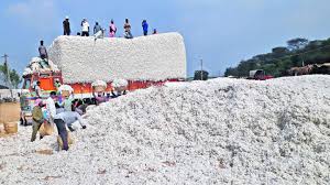 Madhya Pradesh cotton procurement doubles, reaches 12 lakh quintals