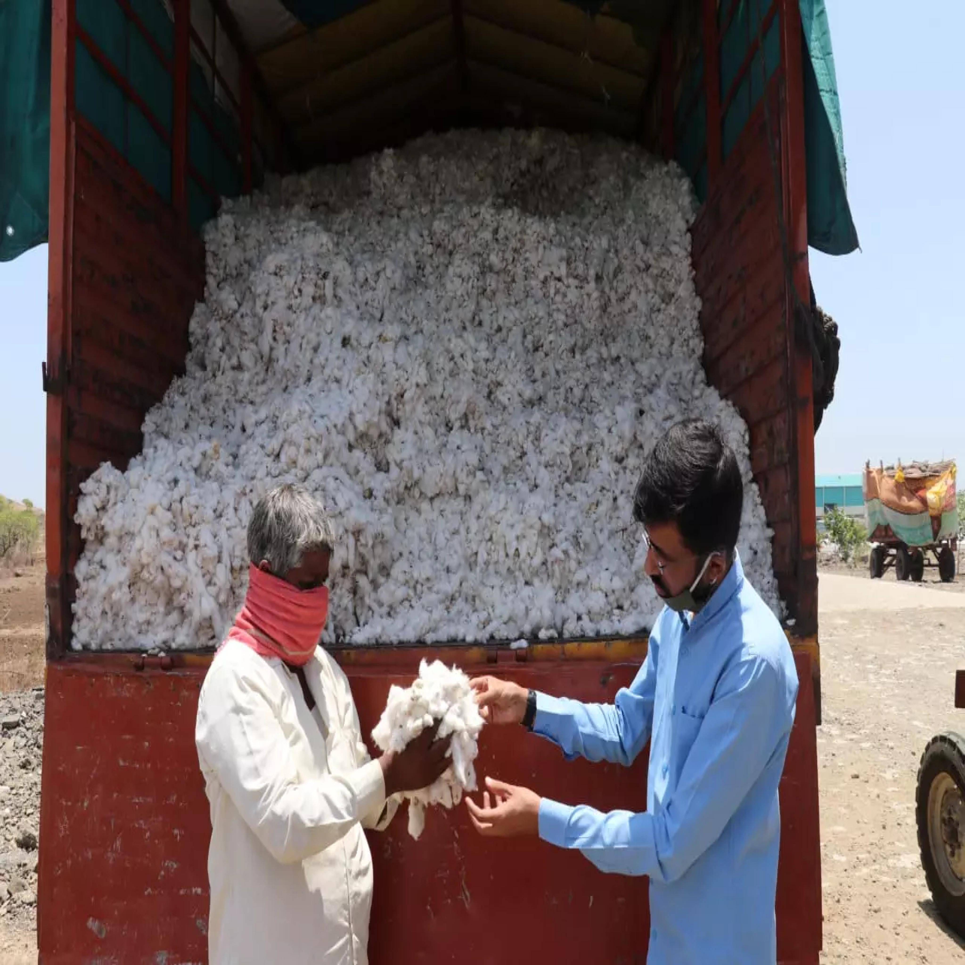 Maharashtra cotton farmers hold out for higher prices, await government aid