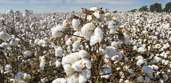 Punjab's cotton crisis deepens as farmers push for Bollgard-3 approval