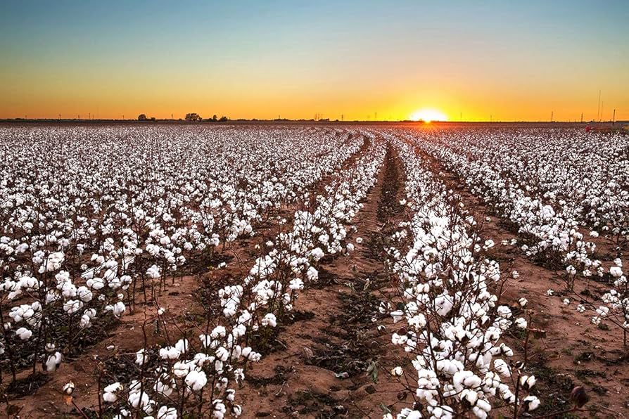 As global cotton navigates tariff turbulence, India faces domestic and export challenges