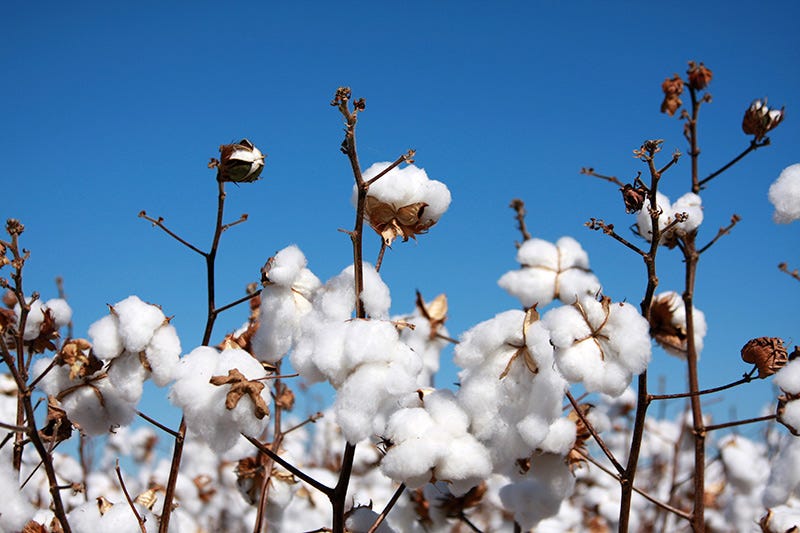 Union government ensures MSP support for Telangana cotton farmers amid price drop