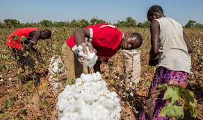 Nigeria aims to resurrect cotton and textile industry