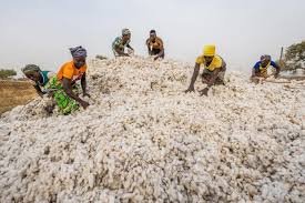 Declining Nigeria's cotton industry on the brink