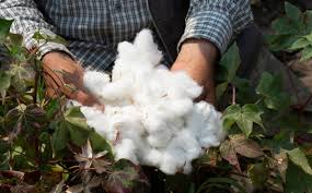 Organic Cotton: Rising demand, tough challenges