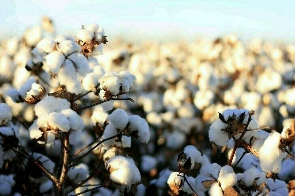 Pakistan’s cotton crisis deepens as production plunges 34%