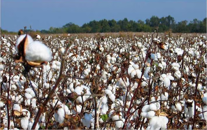 Pakistan’s cotton industry faces collapse amid rise in duty-free imports