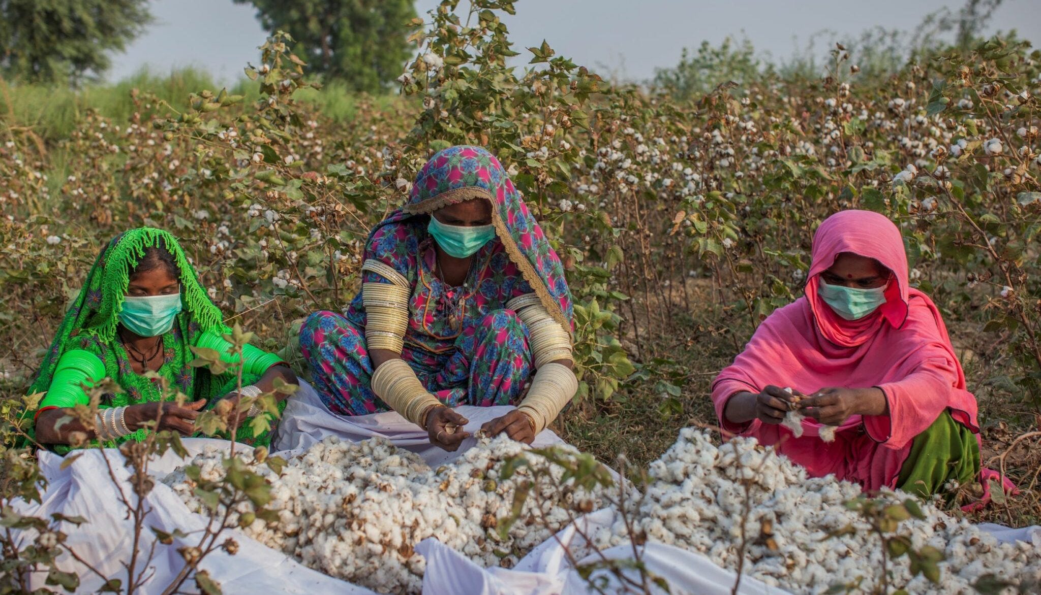 Pakistan’s cotton industry faces crisis in 2024, cultivation falls short