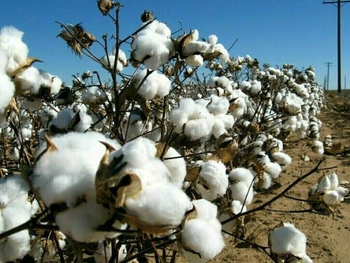 Pakistan’s cotton sector faces crisis as EFS woes shut down mills, threaten livelihoods