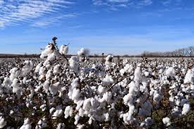 Pakistan’s emerges largest buyer of US cotton