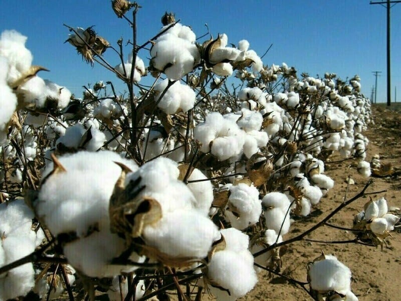 Pakistan urges timely BT cotton sowing for higher yields