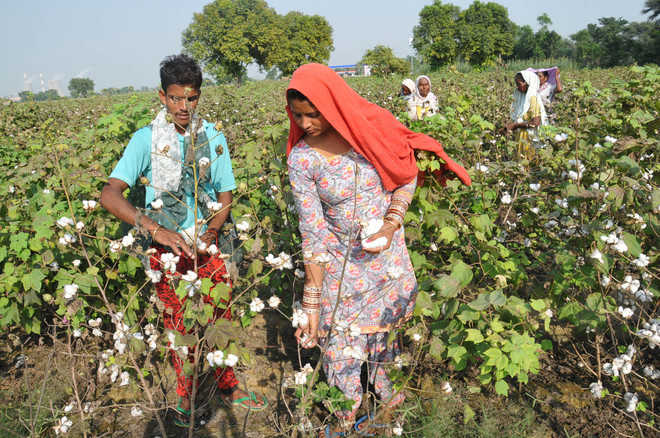 Punjab's cotton production up despite less farmland