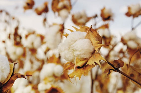 Supima Cotton Shrinks in 2024: Farmers prioritize diversification as prices drop