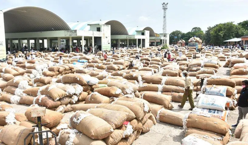 Telangana’s cotton farmers fear looming procurement halt